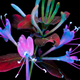 Honeysuckles experiencing ultraviolet-induced fluorescence.